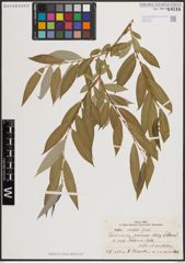 Foto von Salix excelsa S. G. Gmel.